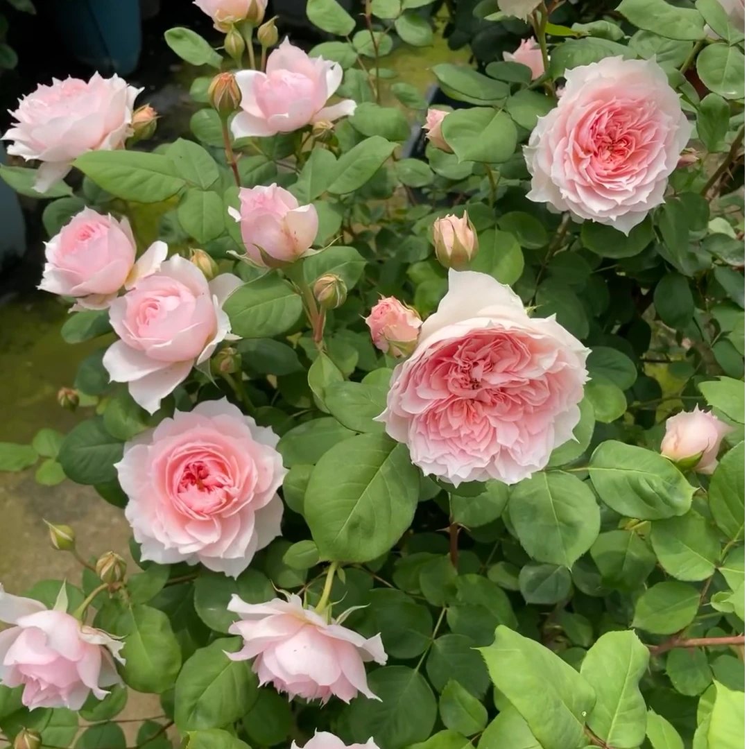 戴维 粉色浓香大花月季直立型抗病强观赏绿植盆栽切花玫瑰盆栽
