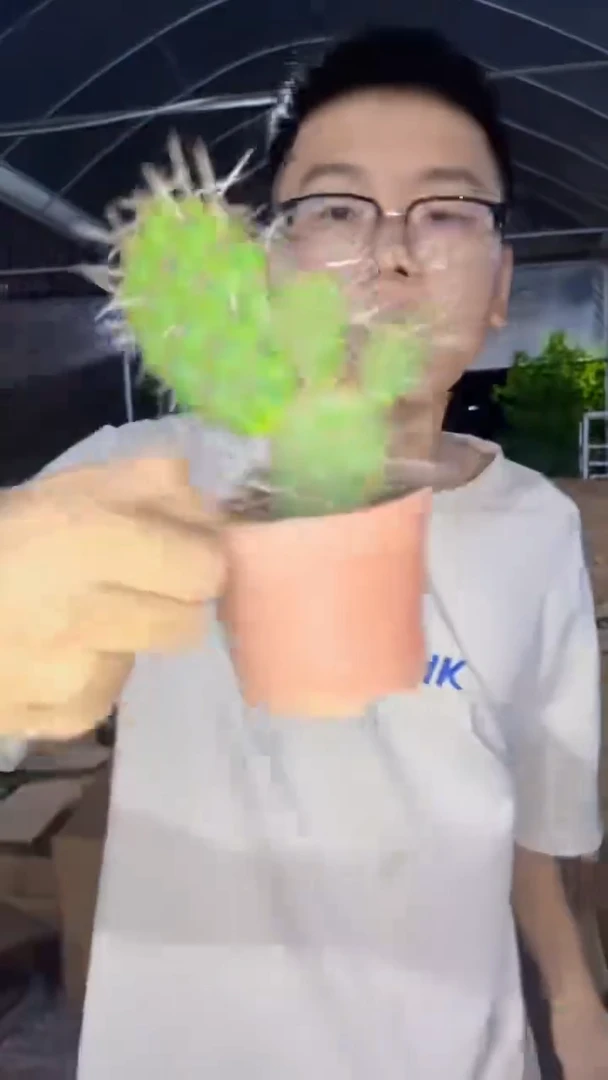 硫磺 团扇【带根】