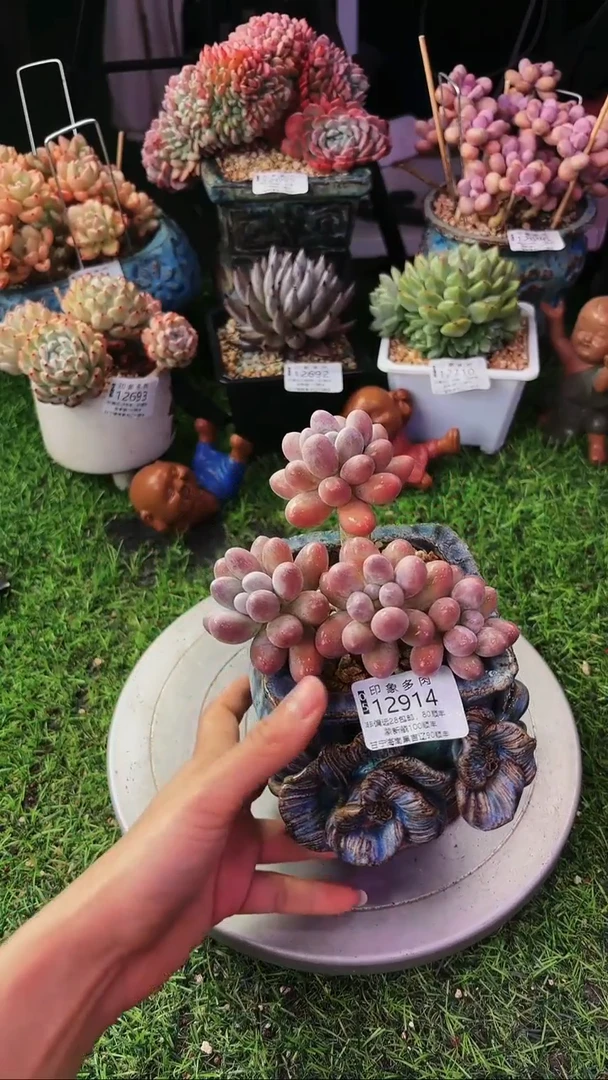 昆明印象多肉12914