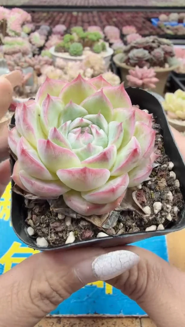 东云多肉园二店-163