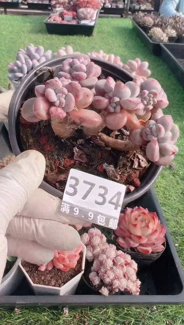 【闪购商品】信福多肉一物一拍