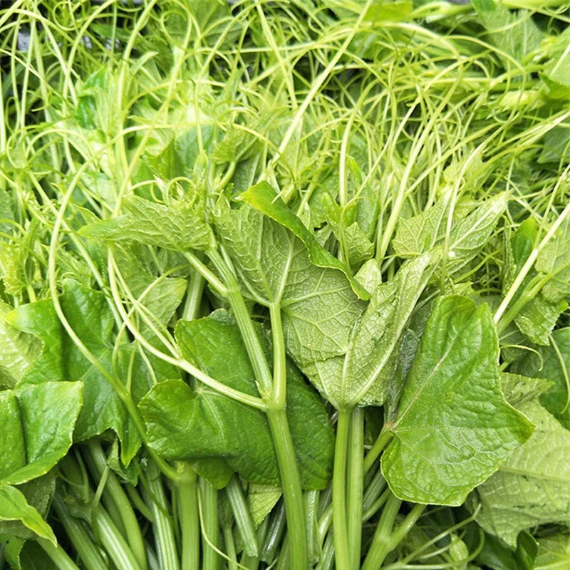 专吃南瓜藤种子春秋季播种南瓜蔬菜种子专吃南瓜藤茎嫩叶瓜果种子