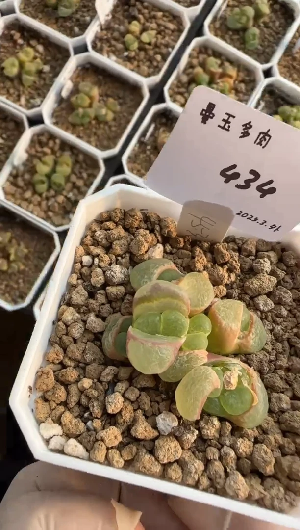 【闪购商品】3.9-434VV