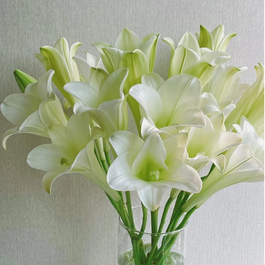 【今日浮力】 白铁炮百合 香水百合 店铺现货包邮 鲜花鲜切花