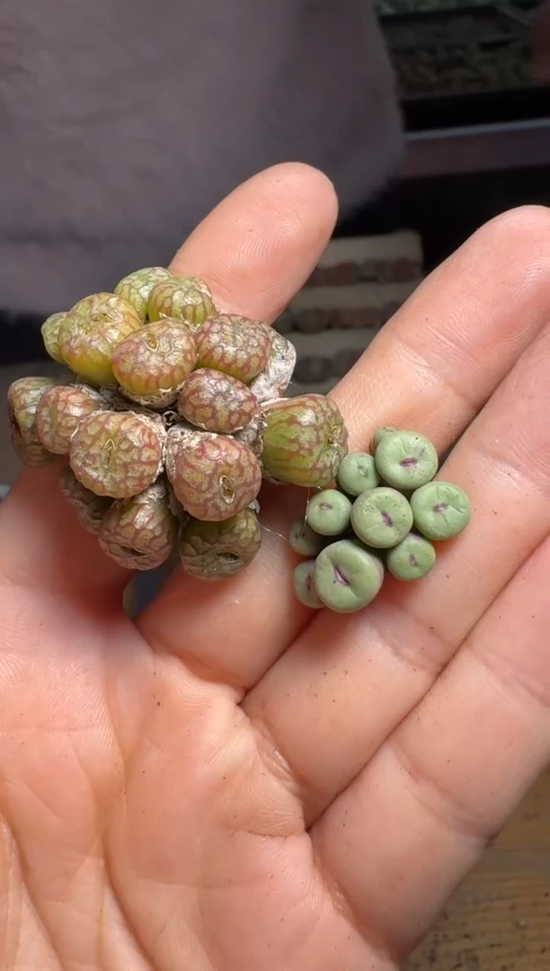 【闪购商品】15-263