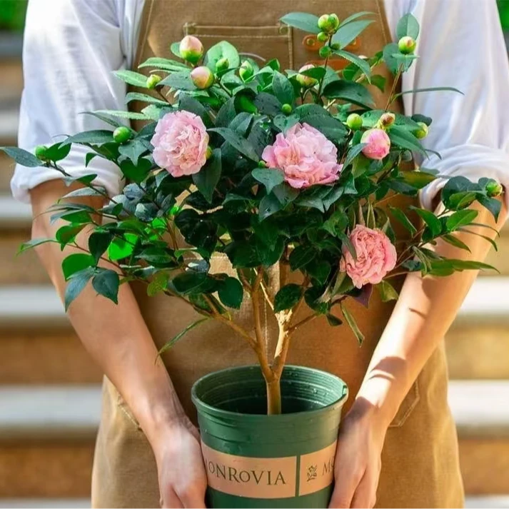 【新疆包邮】香妃茶花带花苞 满屋飘香 好养耐活 懒人好养