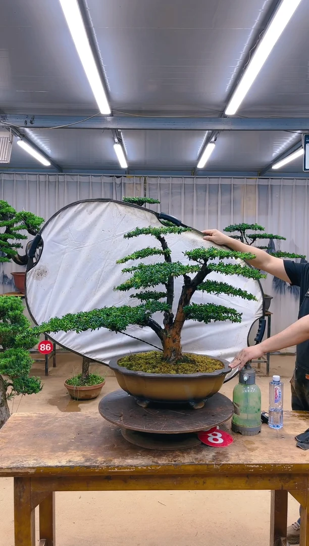 无花朵乔****永精品盆景  一物一拍