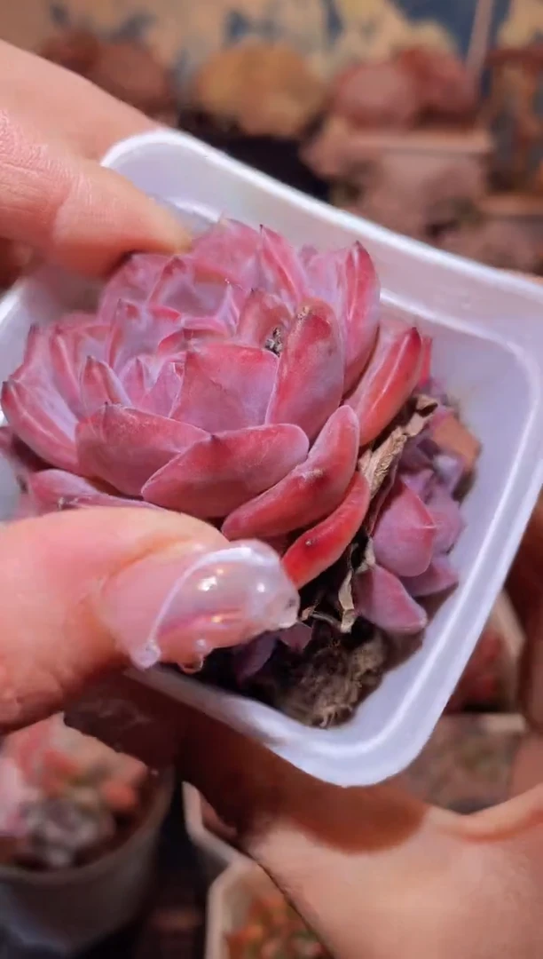 【闪购商品】125朱鹮群