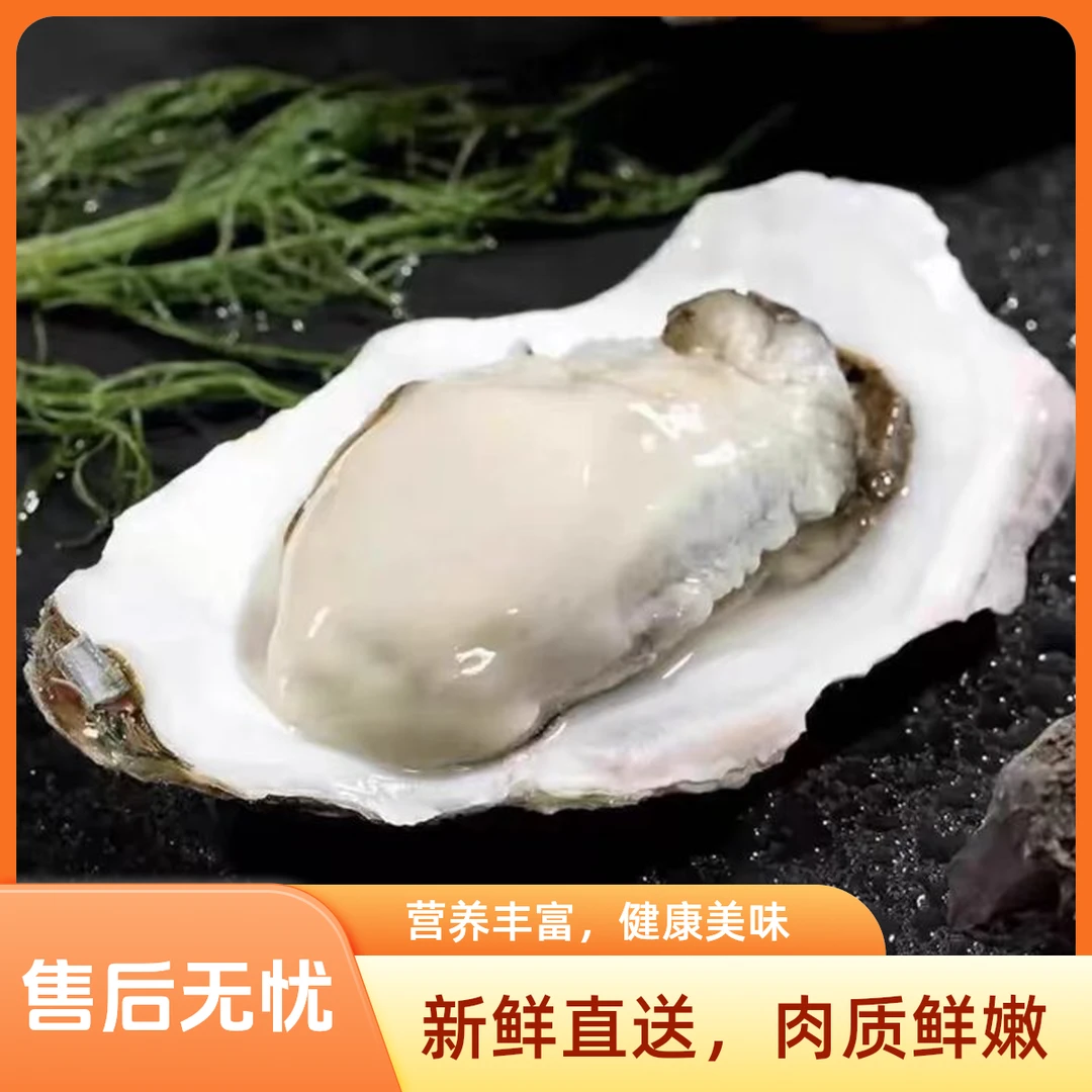 金叶优选&鲜活乳山大生蚝7+/9+