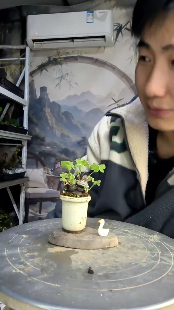 足***王中青园艺一物一拍17