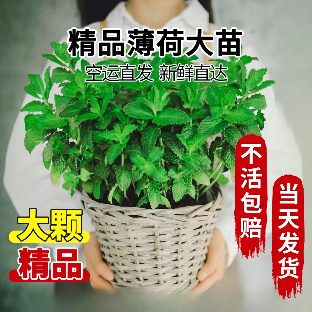 空运发货薄荷盆栽可食用大苗室内驱蚊绿植迷迭香四季植物绿植盆栽