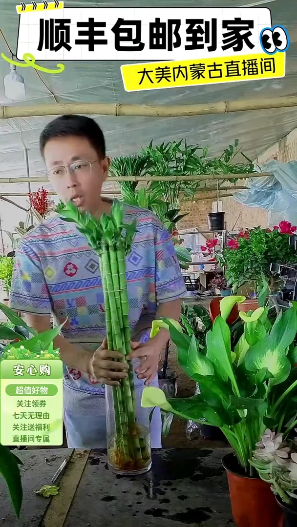 完全开放带根立竹