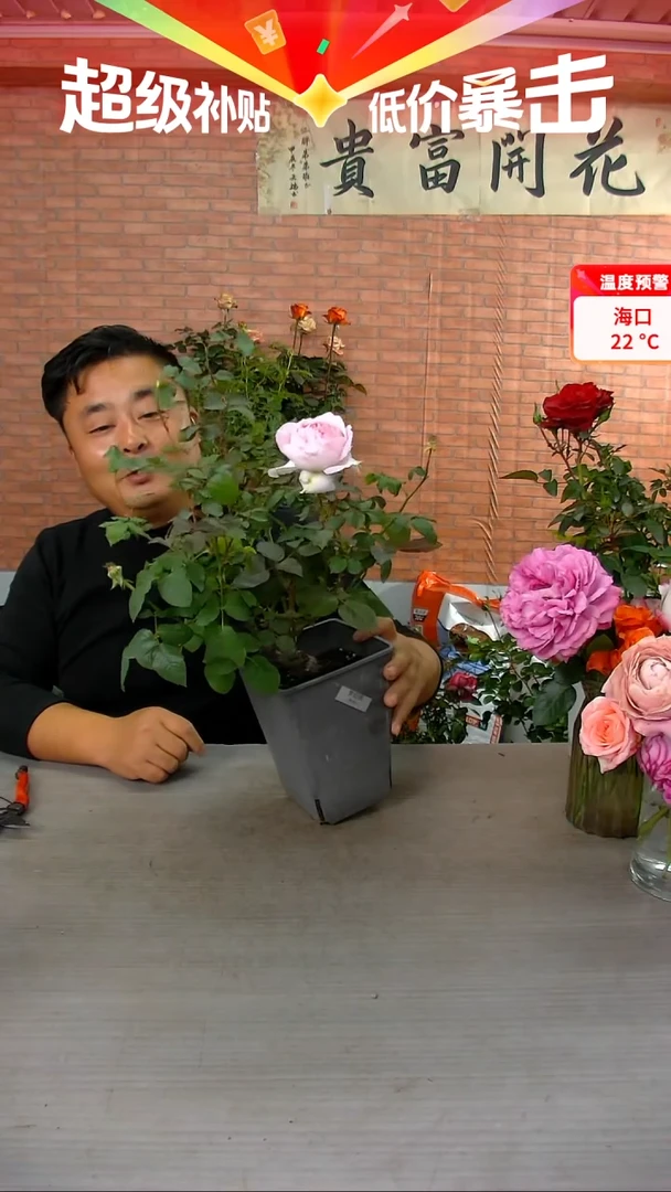 当前无花朵，栽培后可花朵梦幻曲