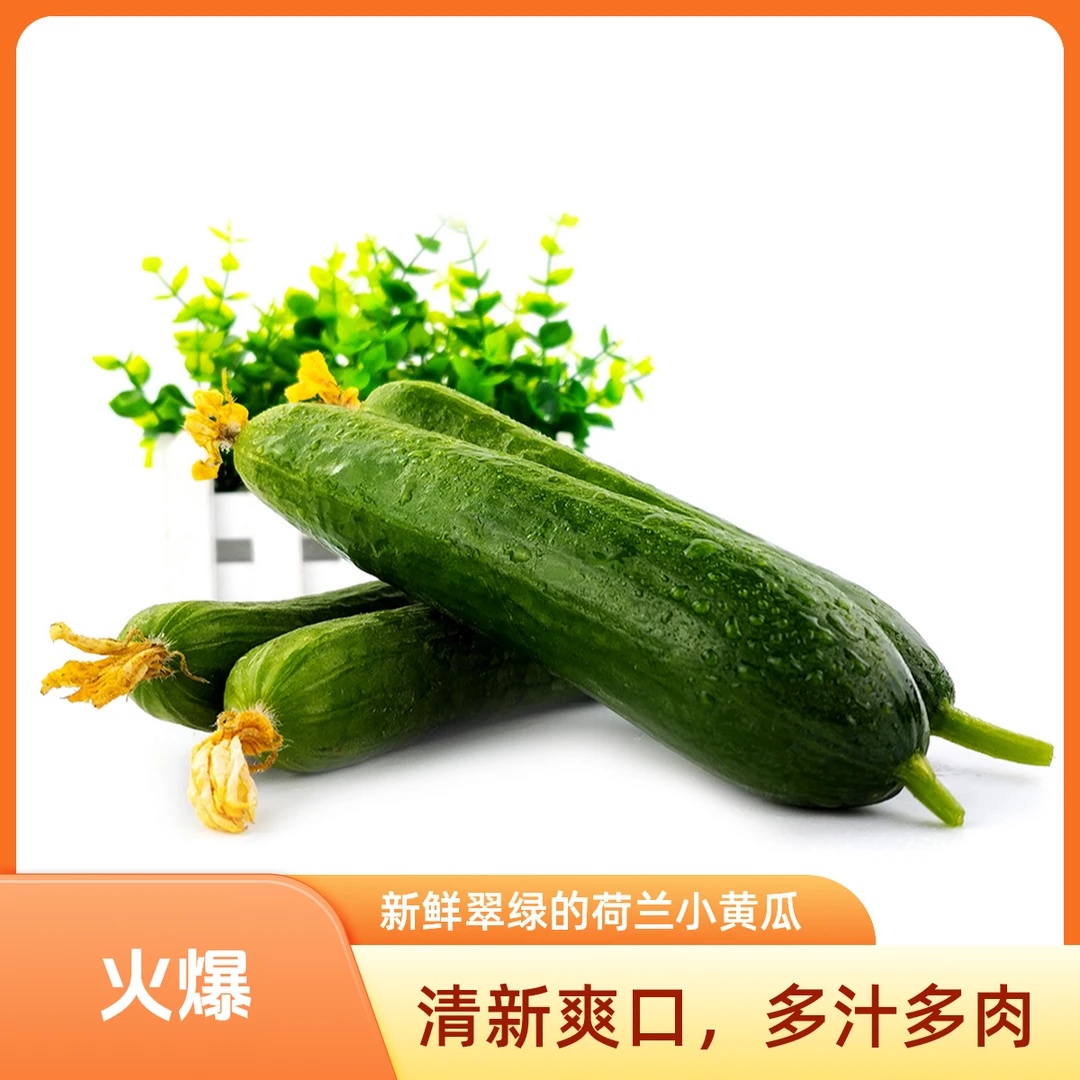 【春季好蔬菜】水果黄瓜小乳瓜全程有机肥种植现采现发3斤京东包邮