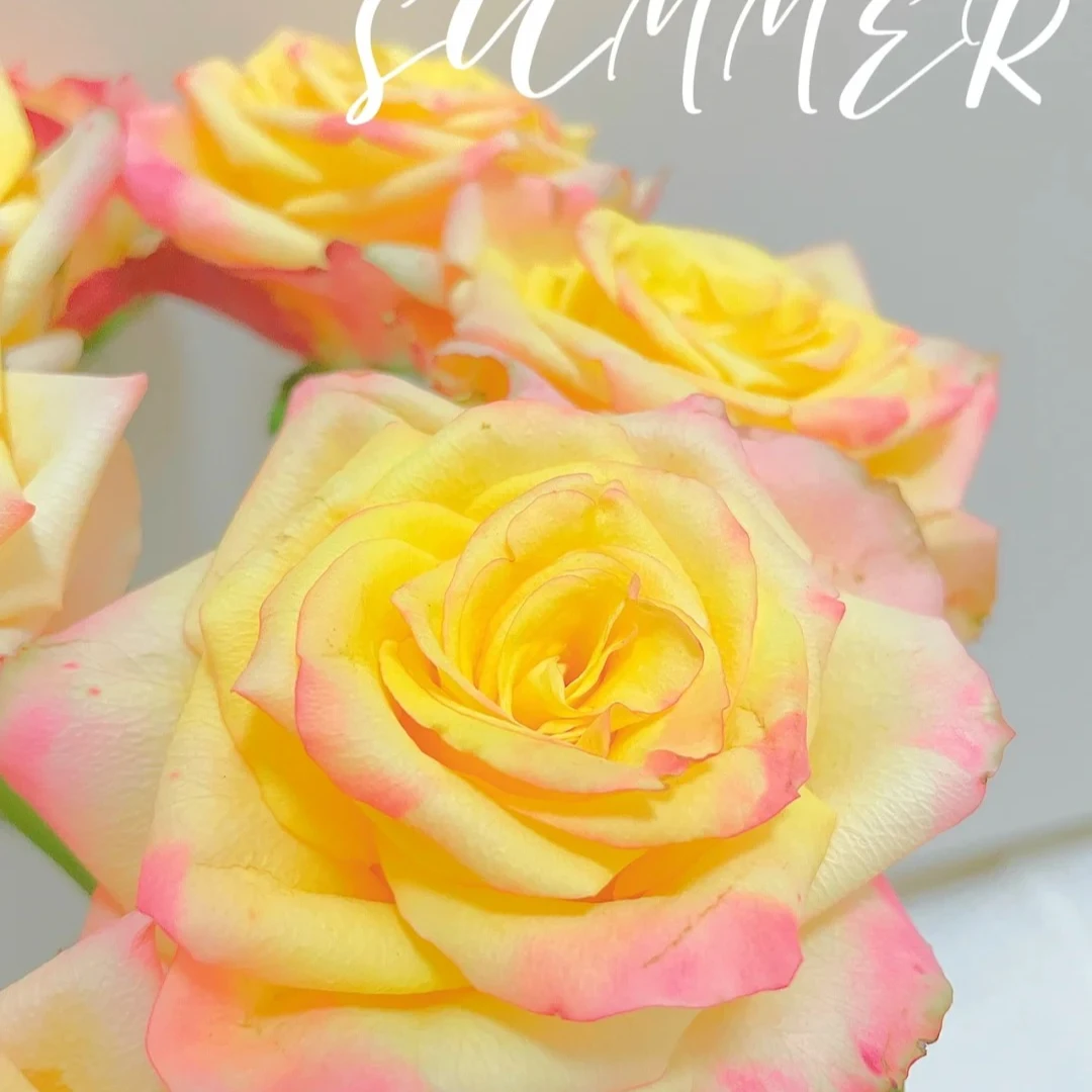 【花千花谷玫瑰】多头快讯1把，一单包邮，两单升级京东或者顺丰冷链！