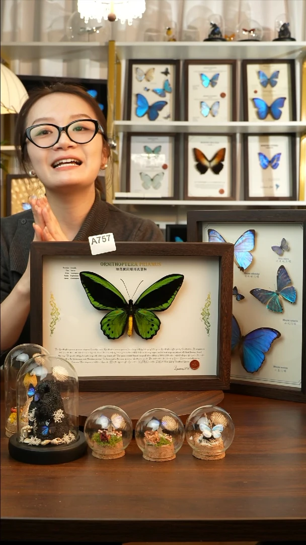 绿鸟翼凤蝶指名亚种A757