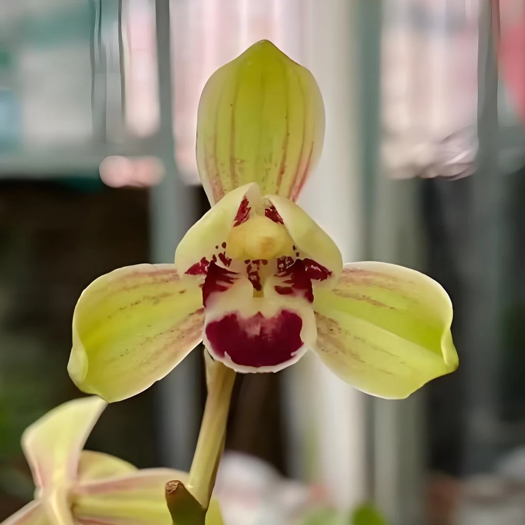 建兰红荷仙兰花好养易活