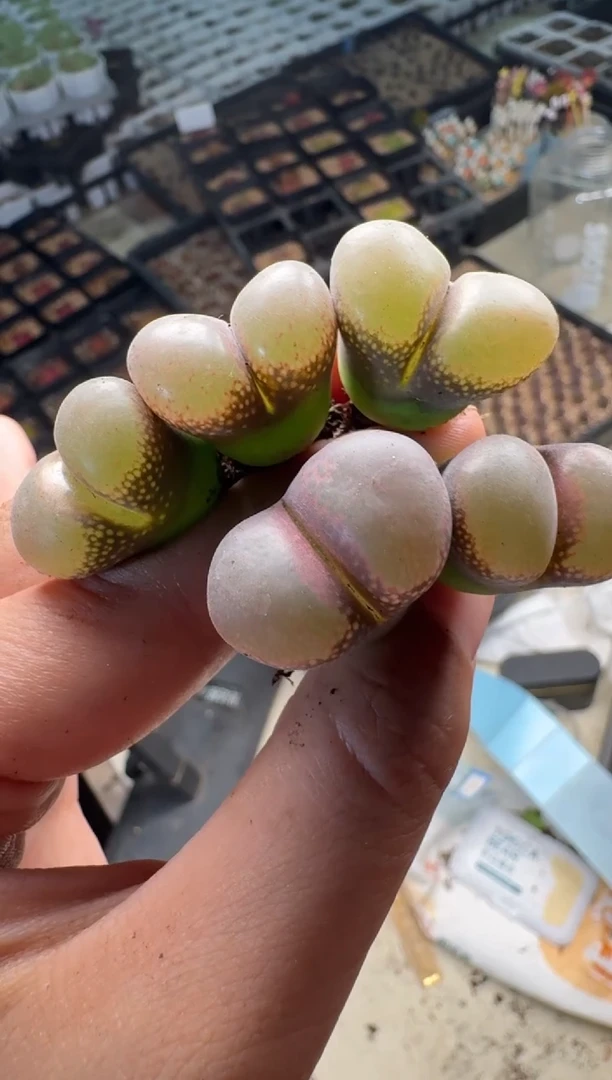 13-27多肉植物alex一颗