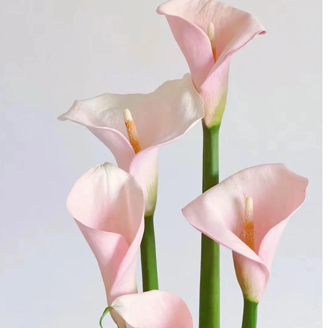 云南基地直发火烈鸟粉色马蹄莲新鲜花卉顺丰云南新鲜花期鲜花包邮