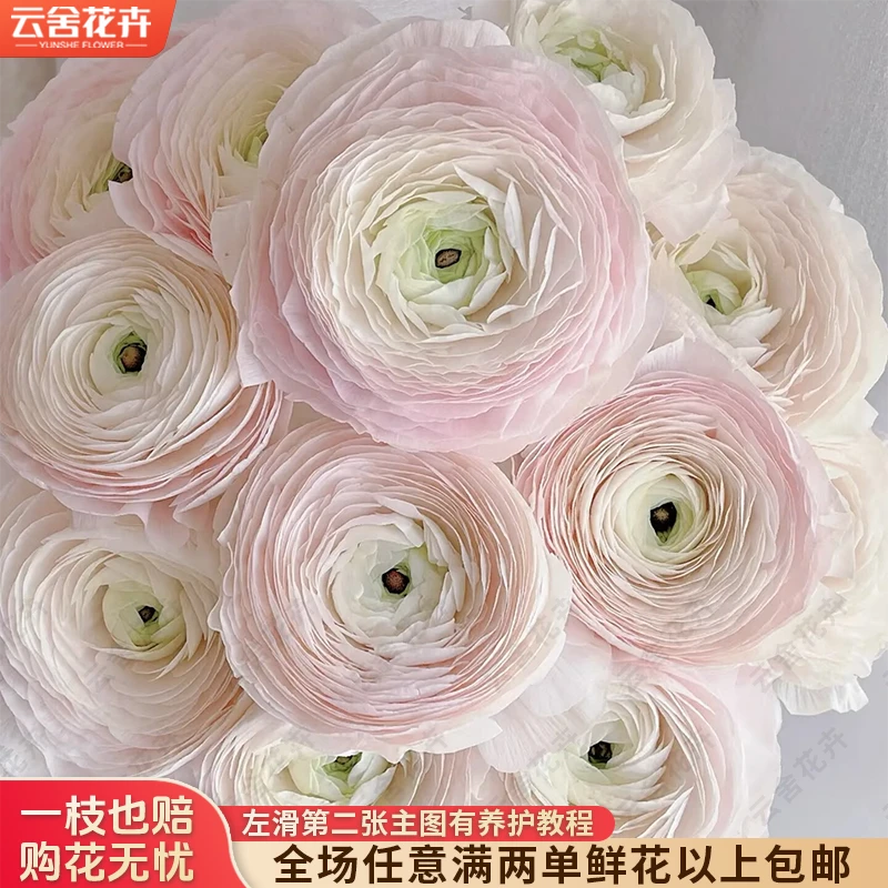 【云舍花卉】【冰雪河内】洋牡丹 全场鲜花任意满两单及以上包邮发货