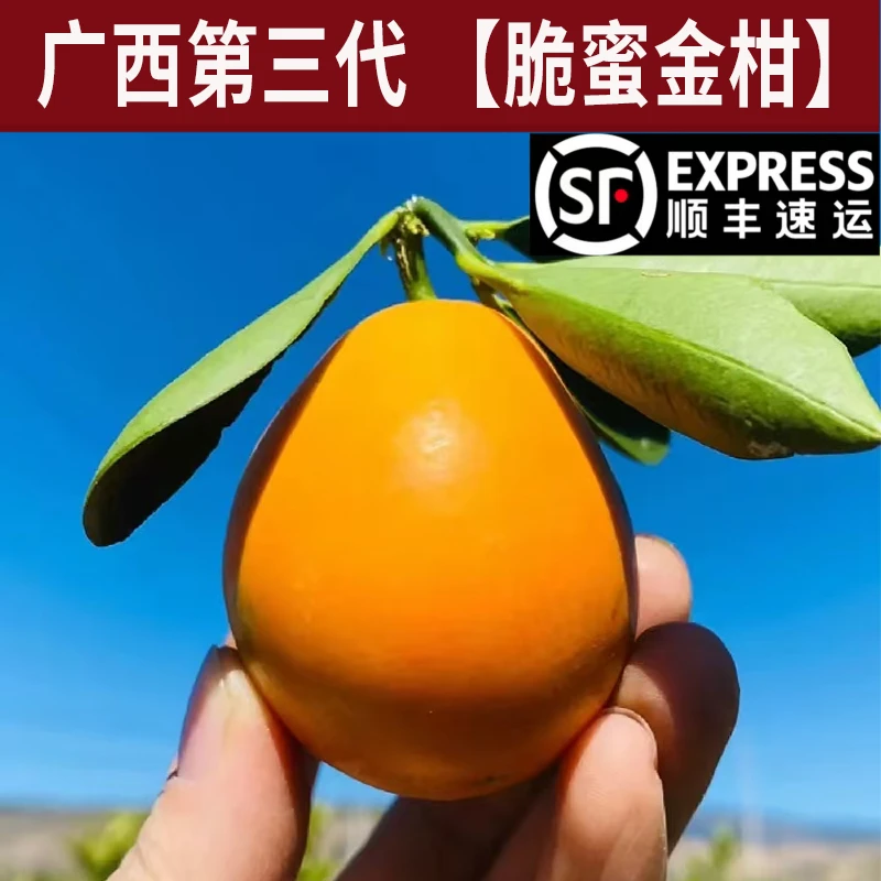 【家庭佳品】融安第三代脆蜜金桔花皮果顺丰包邮~