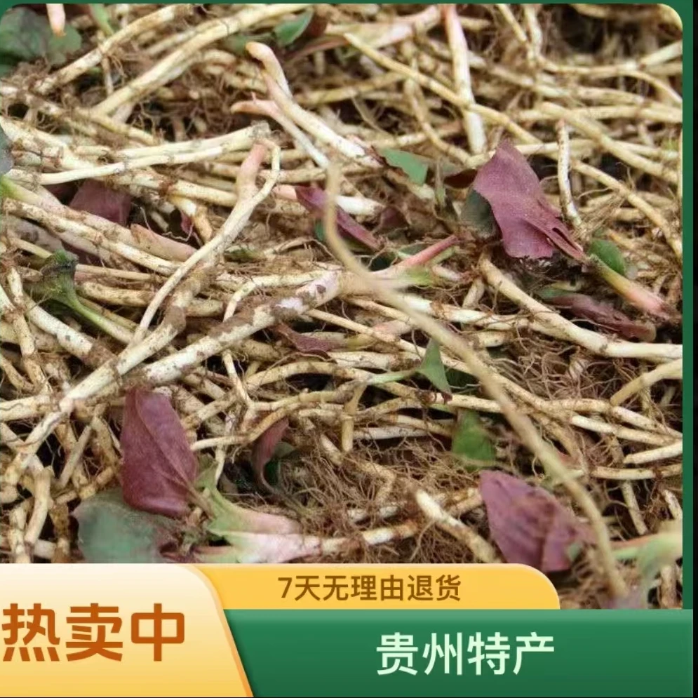 贵州折耳根鱼腥草新鲜嫩根农家自然生长现挖现发带泥发货