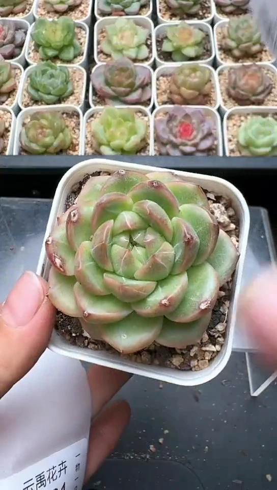 700F云禹多肉植物 默认脱土纸巾打包 3颗包邮