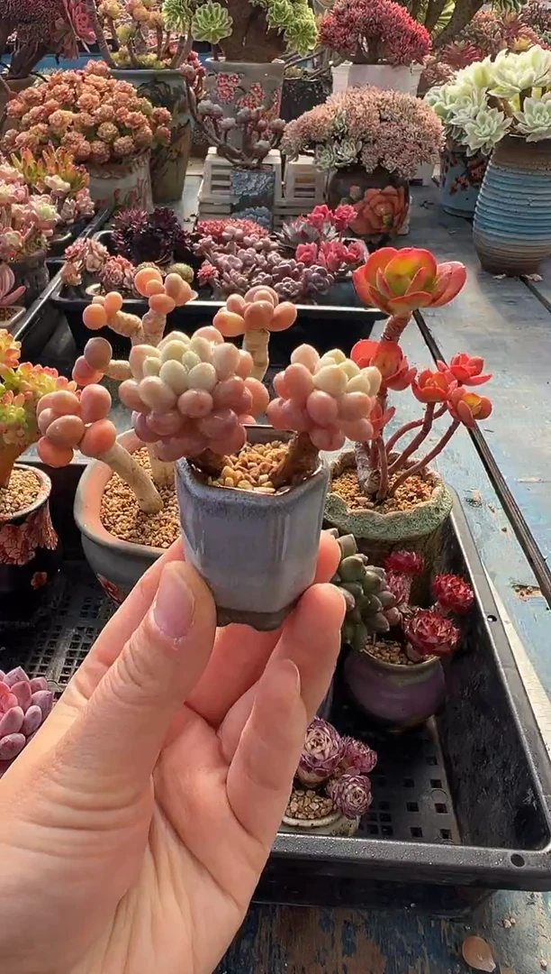 茉*24               不带盆