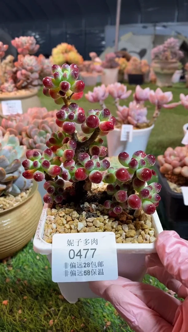 【闪购商品】0477a