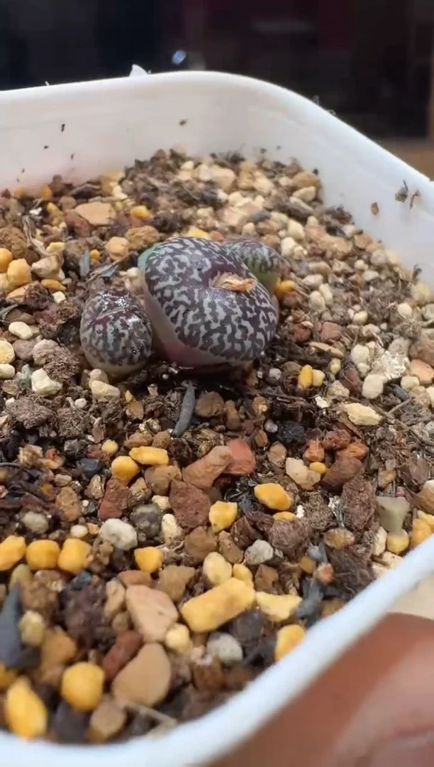 泡**毒多肉植物肉锥16-448