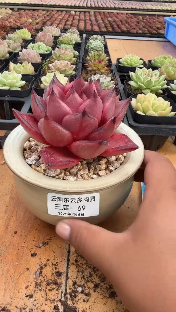 东云多肉园三号店-69