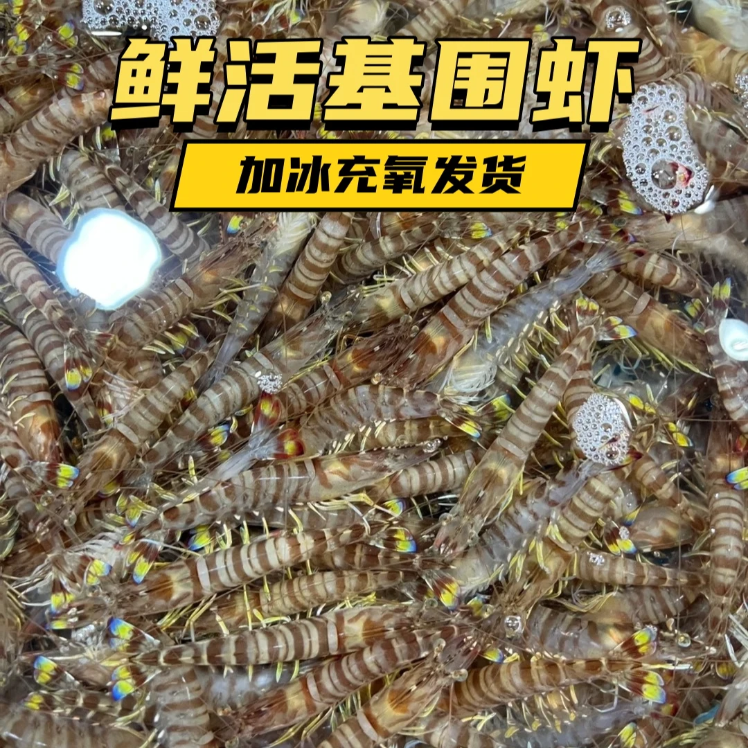 【鲜活基围虾】90%以上鲜活（每斤60头左右）鲜活发货 规格可选
