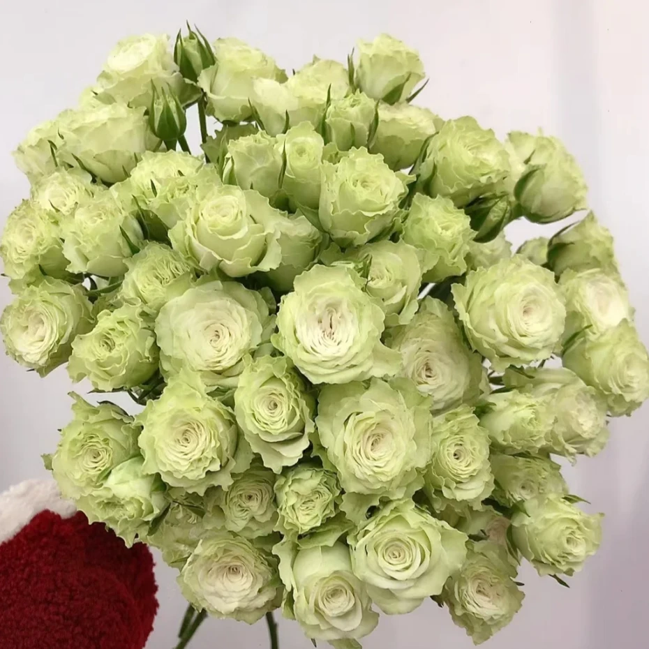 花满忆【繁星泡泡多头玫瑰】5枝家居玫瑰鲜花任意满两单顺丰包邮三单送花瓶今天拍明天到次日达