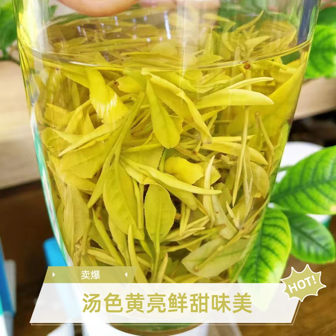 168黄金芽安吉高山茶春茶浓香色泽金黄好喝不贵口粮茶原产春茶
