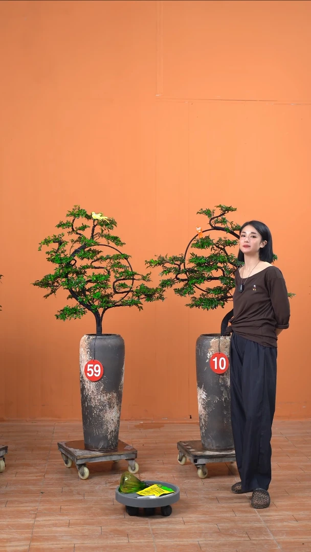 无花朵日****司广东小叶紫檀