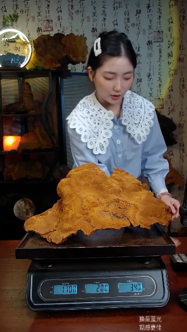 松针层孔菌中国大陆野生【藏区】松树桑黄（3.4斤）50-60年份