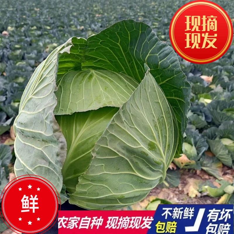现砍现发露天种植 包菜扁包菜 清甜鲜嫩绿 时令蔬菜两个4.5斤左右