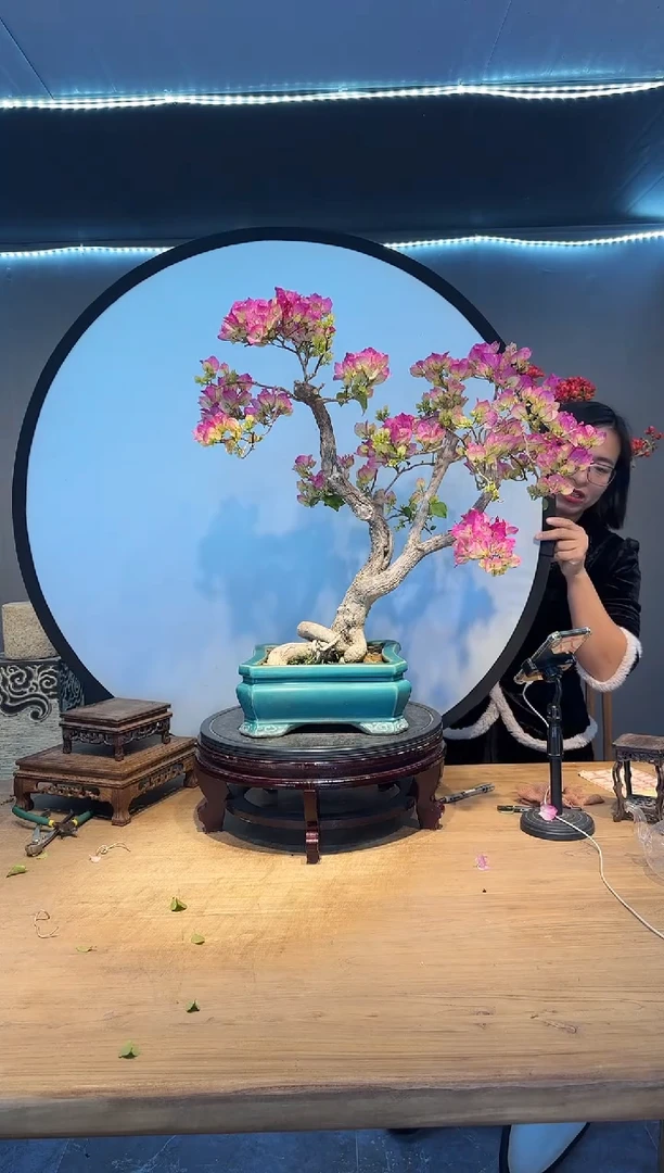 【闪购商品】kimi  绿樱