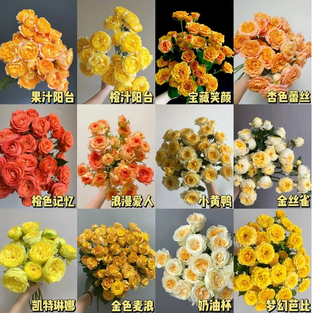 【黄色多头泡泡】云南基地直发  一单普快包邮两单升级顺丰包邮