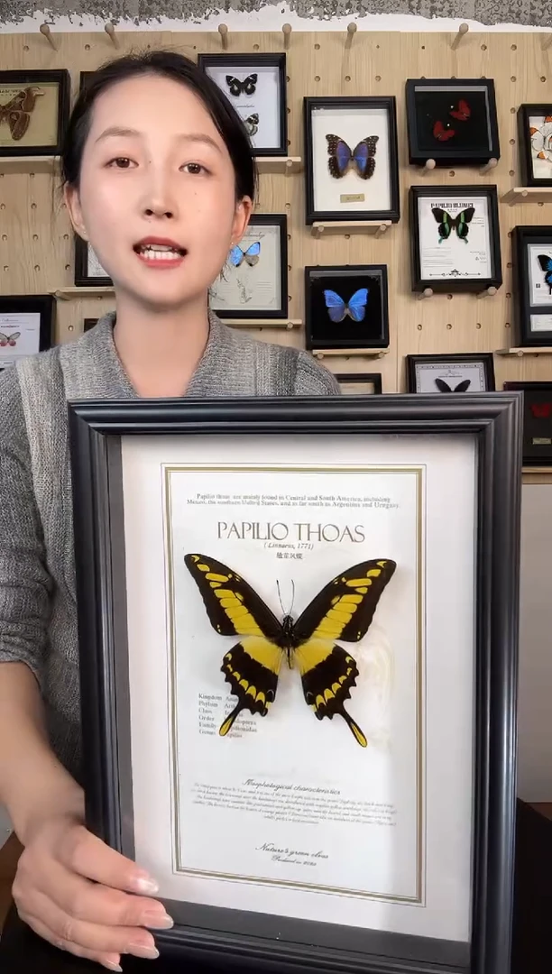 敏芷凤蝶蝴蝶装饰画A4框