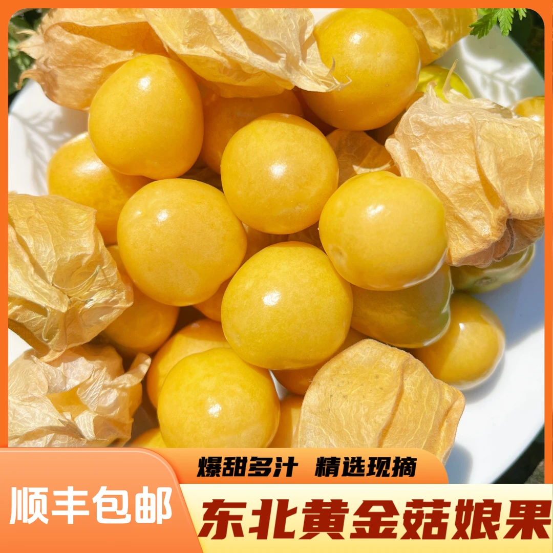 东北头茬新鲜黄金菇娘果当季灯笼果现摘现发顺丰包邮