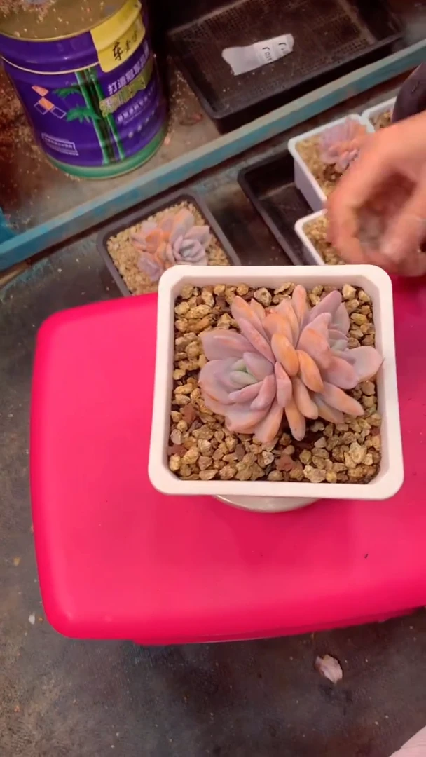 636J（一物一拍实付满28发货，默认不带盆土）