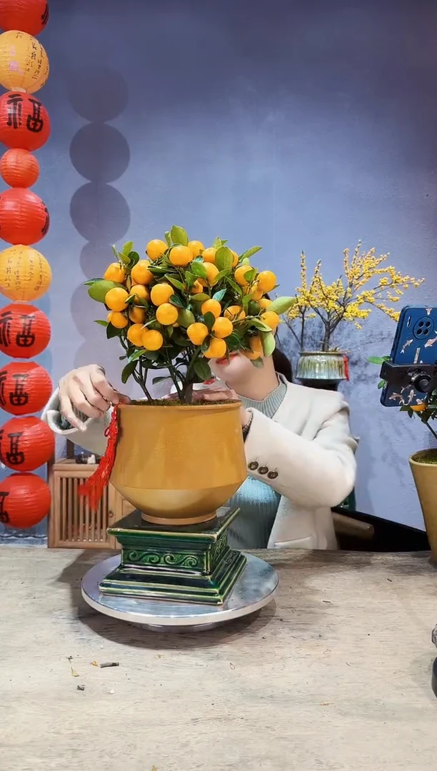 【闪购商品】盆景年桔