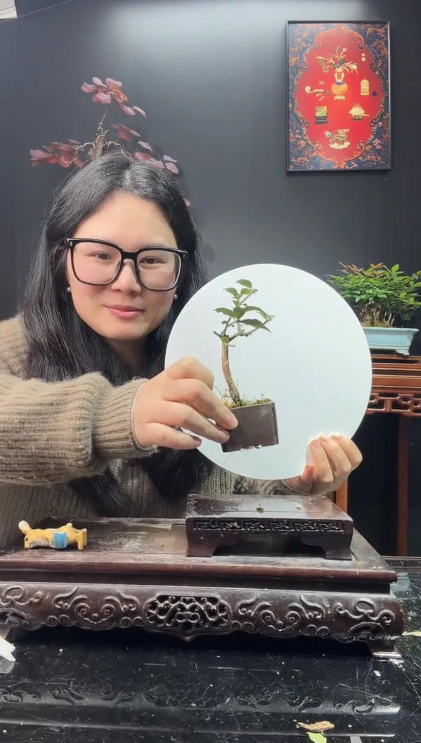 完全开放卫矛000