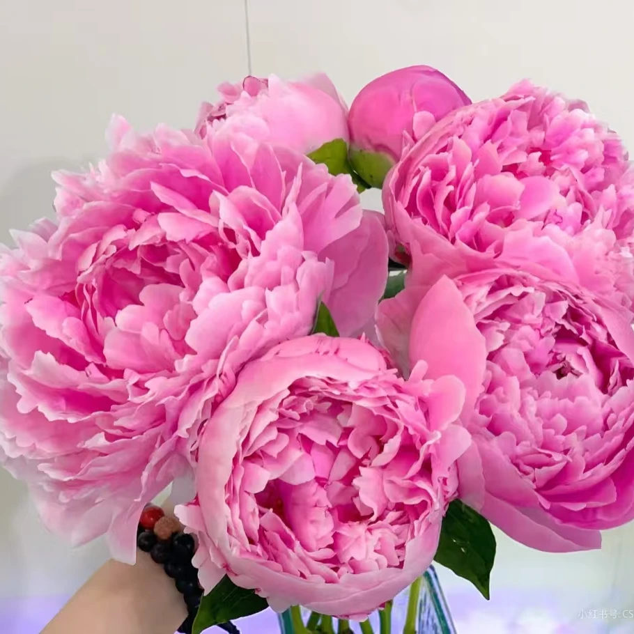 {三道河子助农（蓝富士）}芍药东北鲜花原产地直发鲜花顺丰包邮