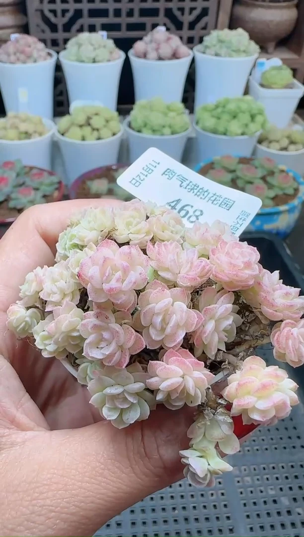 1112-468（群生不包整）