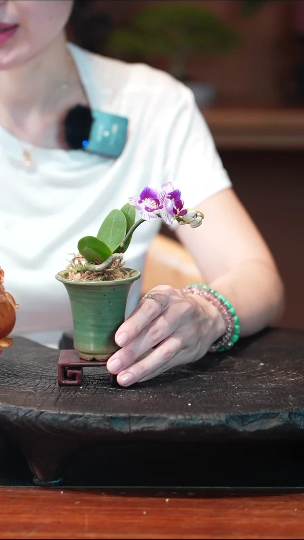 无花朵绿盆蝴蝶兰盆景盆景