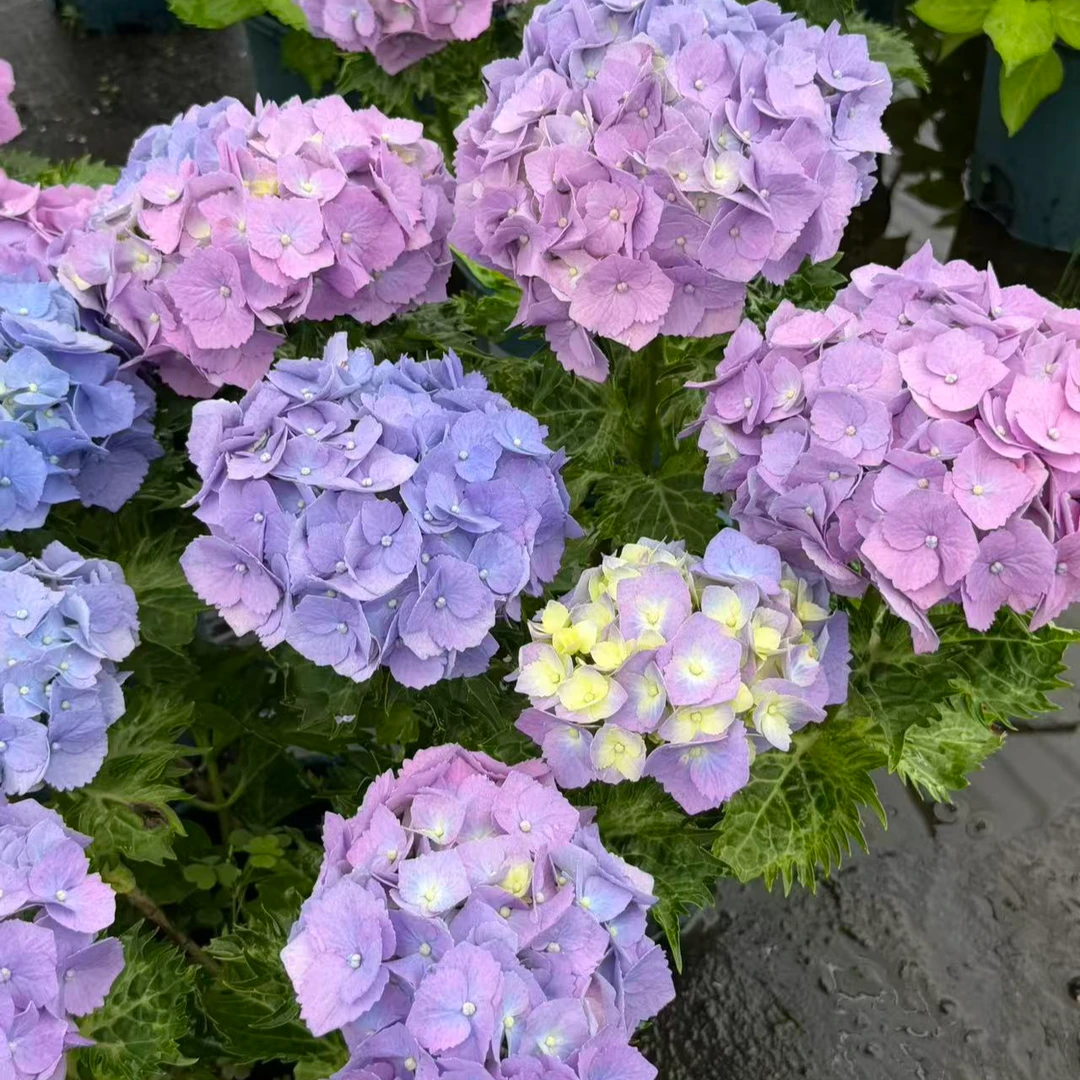 【阿涛】雷电 新品绣球花苗盆栽 大苗室内阳台庭院植物