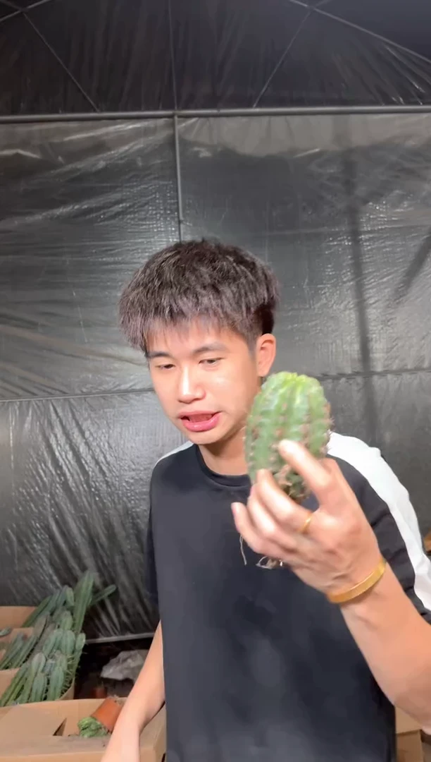 2颗 大号 极光【带根】不指定多头