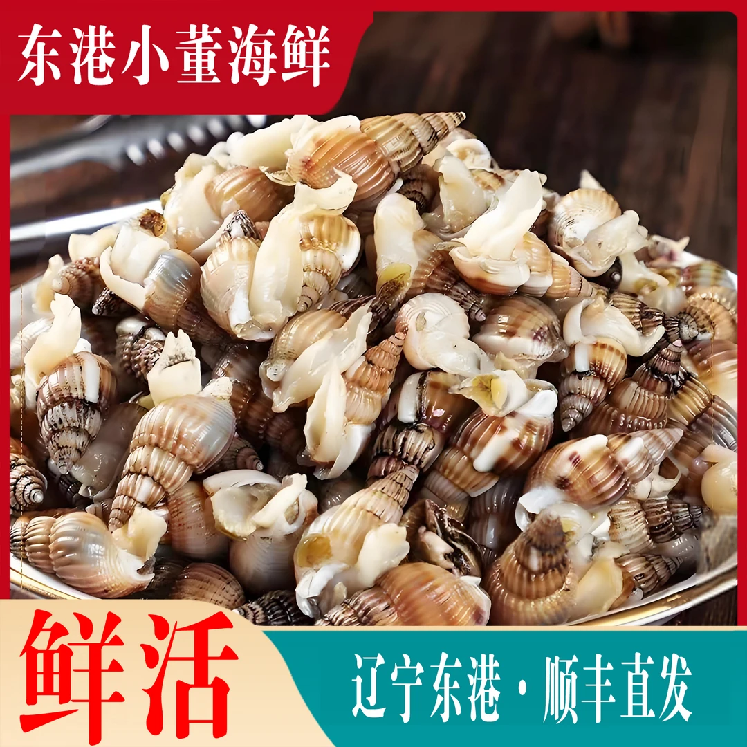 490粒[中号]东港鲜活海锥海螺丝鲜活顺丰发货
